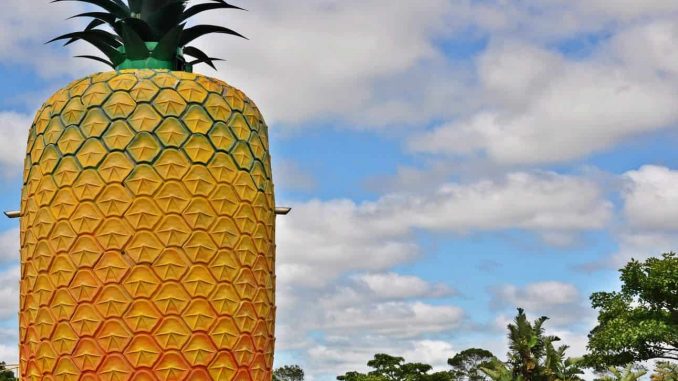bathurst-big-pineapple-weather Bathurst Weather
