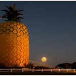 The Big Pineapple